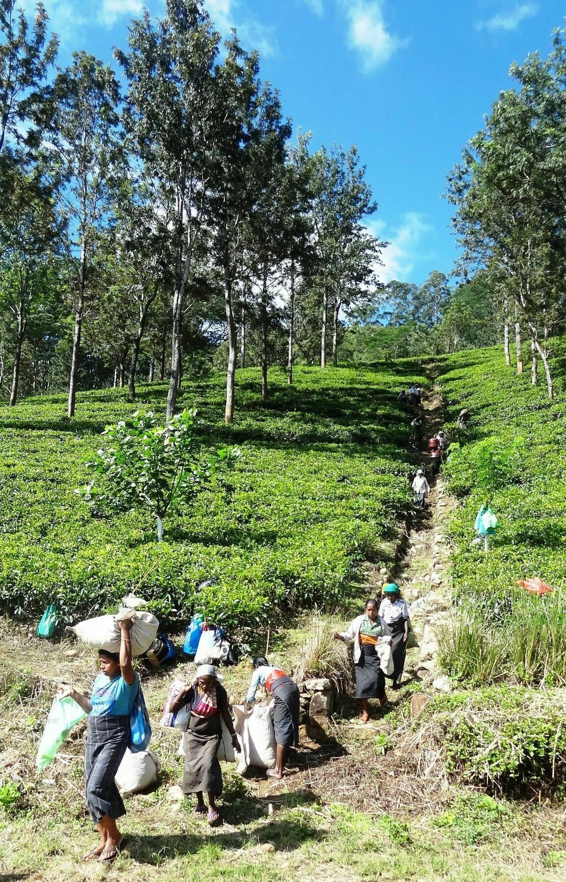 Strathisla Tea Estate Bungalow Matale Extérieur photo